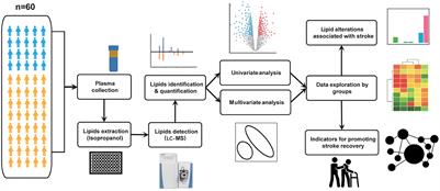 Lysophosphatidylcholines and phosphatidylcholines as biomarkers for stroke recovery